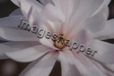 Magnolia Stellata