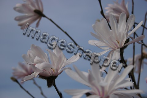 Magnolia Stellata