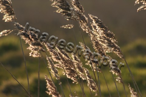 Reeds