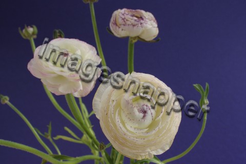 Ranunculus