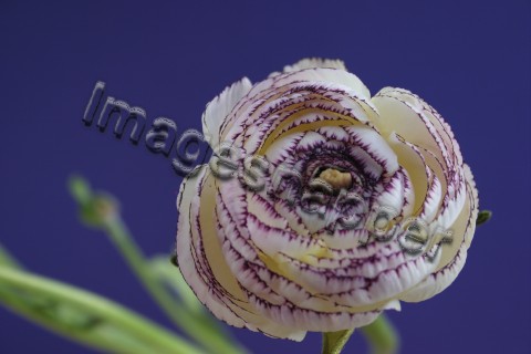 Ranunculus