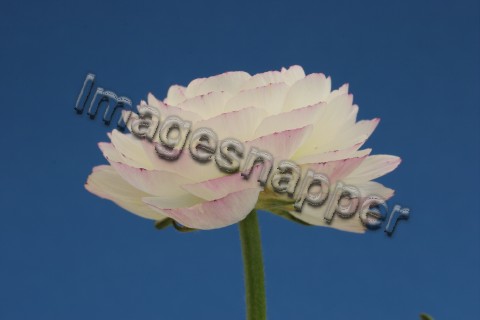 Ranunculus