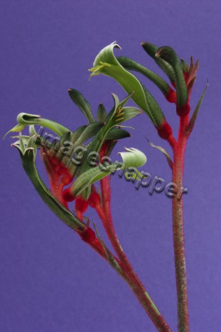Kangaroo's Paw