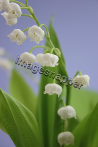Lily of the Valley
