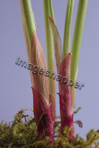 Lily of the Valley stems