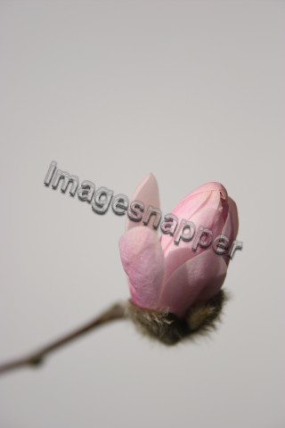 Magnolia Stellata bud