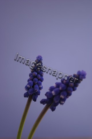 Muscari