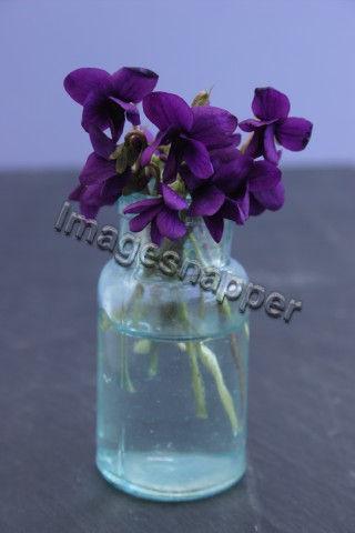 Violets