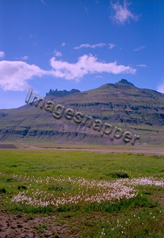 Cottongrass, Iceland