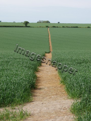 Footpath, Shapwick