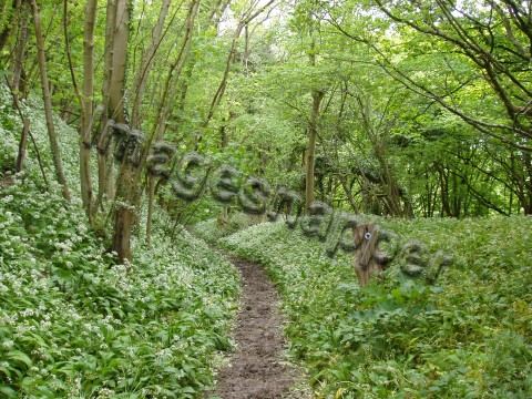 Ramson Woods, Dorset