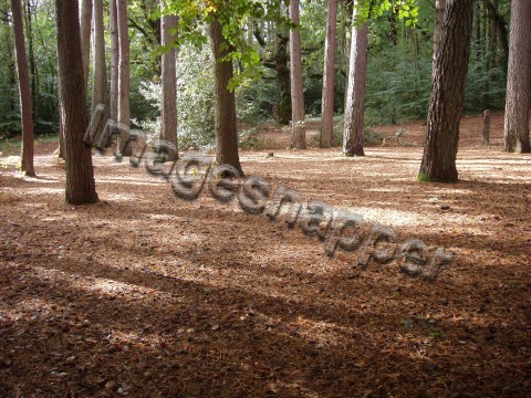 Delph Woods, Dorset
