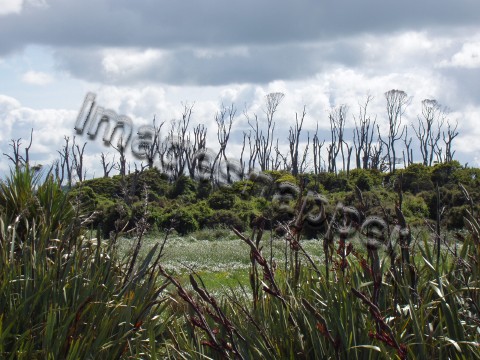 Catlins, New Zealand