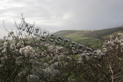 Old Mans Beard, Dorset