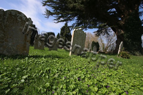Dorset View