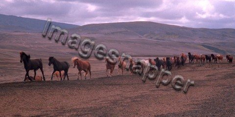 Icelandic Horses