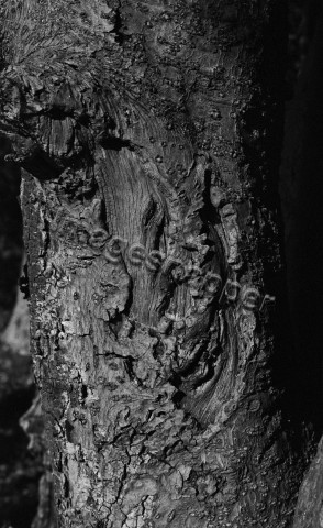 Tree Bark Detail