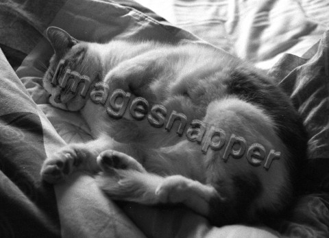 Cat Napping