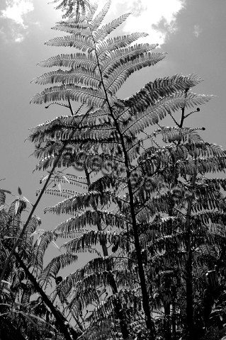 Fern