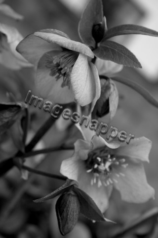 Hellebore