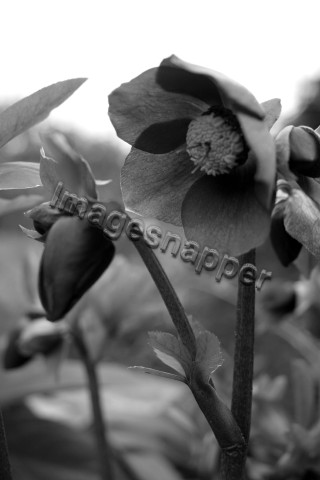 Hellebore