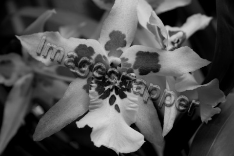 Orchid