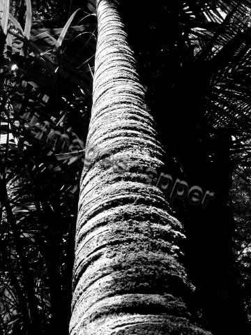 Tree Palm