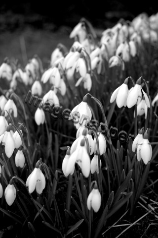 Snowdrops
