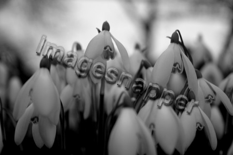 Snowdrops