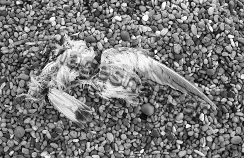 Seagull remains