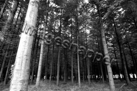 Pine forest
