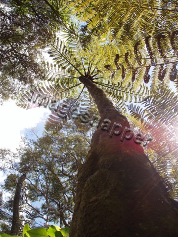 Tree Fern