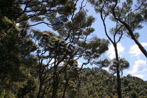 Tree Line