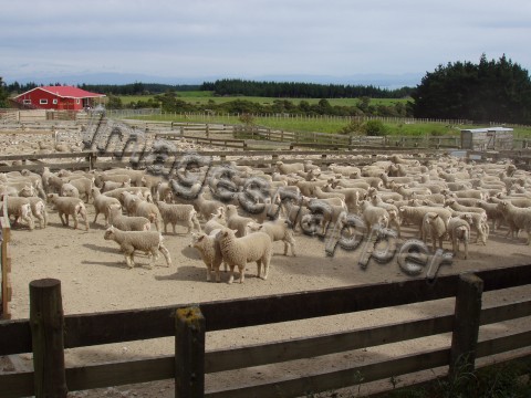 Sheep Pens