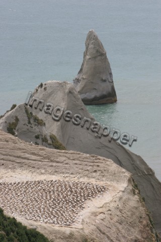 Cape Kidnappers