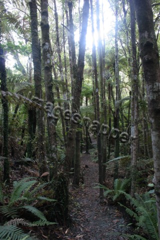 Woodland Trail