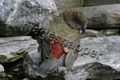 Kea