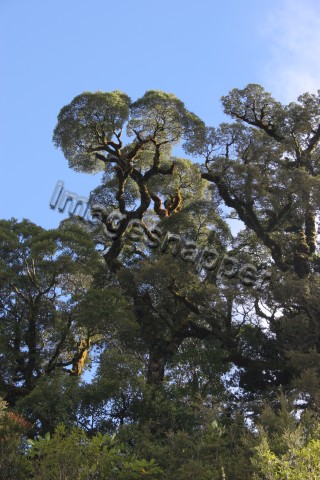 Beech Trees