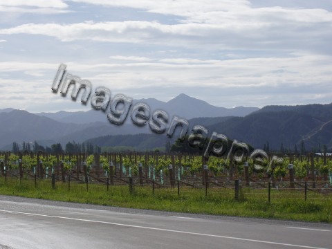 Cloudy Bay Vineyard