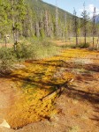 Pine forest