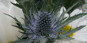 Flora
