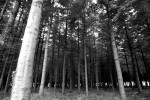 Pine forest