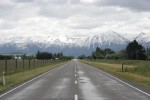 Pine forest