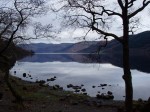 Pine forest